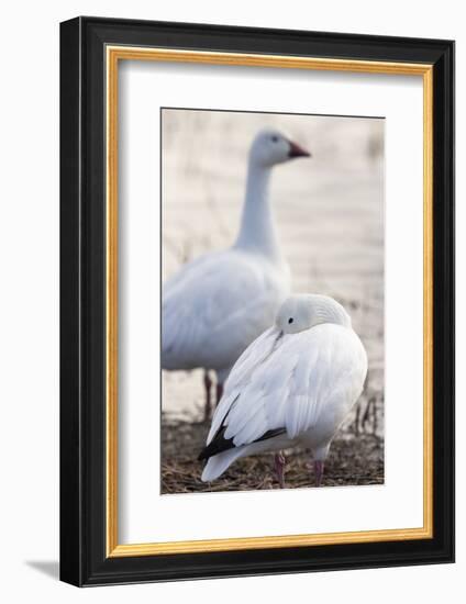 Snow geese, Chen Caerulescens, Bosque del Apache NWR, New Mexico-Maresa Pryor-Framed Photographic Print