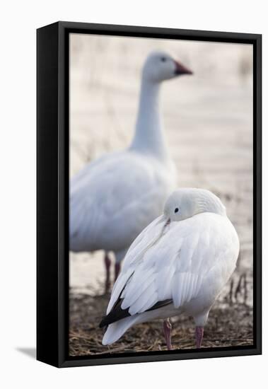 Snow geese, Chen Caerulescens, Bosque del Apache NWR, New Mexico-Maresa Pryor-Framed Premier Image Canvas