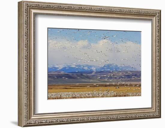 Snow Geese During Spring Migration at Freezeout Lake, Montana, USA-Chuck Haney-Framed Photographic Print