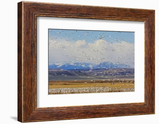 Snow Geese During Spring Migration at Freezeout Lake, Montana, USA-Chuck Haney-Framed Photographic Print