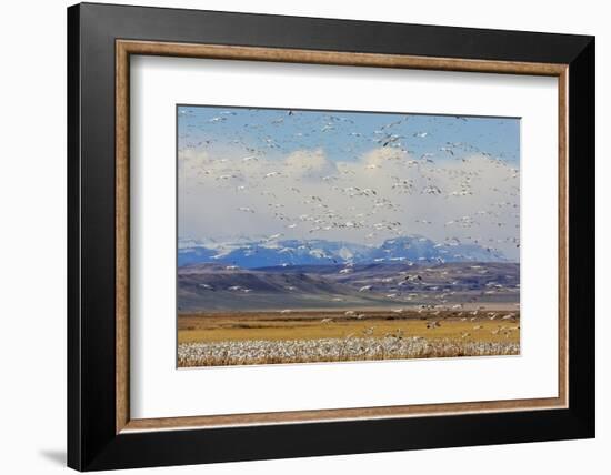 Snow Geese During Spring Migration at Freezeout Lake, Montana, USA-Chuck Haney-Framed Photographic Print
