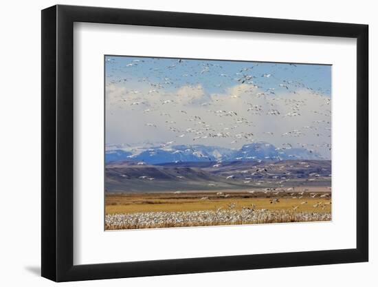 Snow Geese During Spring Migration at Freezeout Lake, Montana, USA-Chuck Haney-Framed Photographic Print