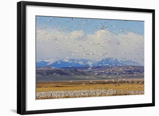 Snow Geese During Spring Migration at Freezeout Lake, Montana, USA-Chuck Haney-Framed Photographic Print