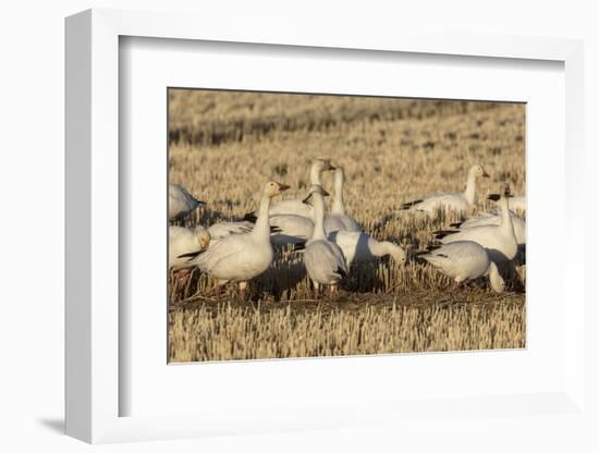 Snow geese feeding in barley field stubble near Freezeout Lake Wildlife Management Area, Montana-Chuck Haney-Framed Photographic Print