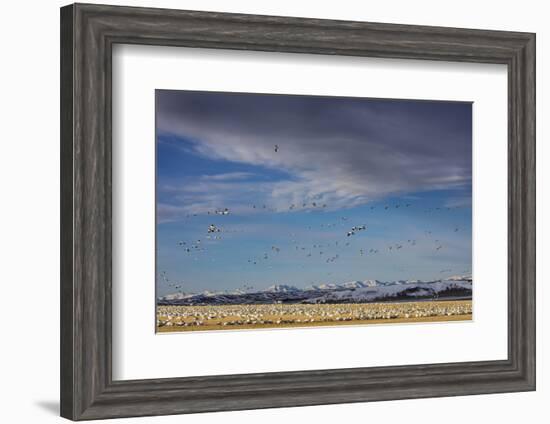 Snow geese feeding in barley field stubble near Freezeout Lake Wildlife Management Area, Montana-Chuck Haney-Framed Photographic Print