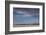 Snow geese feeding in barley field stubble near Freezeout Lake Wildlife Management Area, Montana-Chuck Haney-Framed Photographic Print