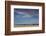 Snow geese feeding in barley field stubble near Freezeout Lake Wildlife Management Area, Montana-Chuck Haney-Framed Photographic Print