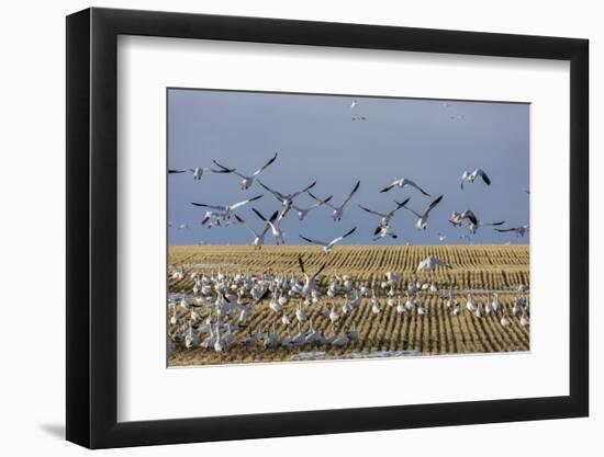 Snow geese feeding in barley field stubble near Freezeout Lake Wildlife Management Area, Montana-Chuck Haney-Framed Photographic Print