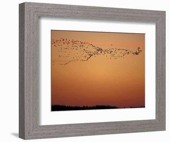 Snow Geese Flock at Dusk, Skagit Valley, Washington, USA-William Sutton-Framed Photographic Print