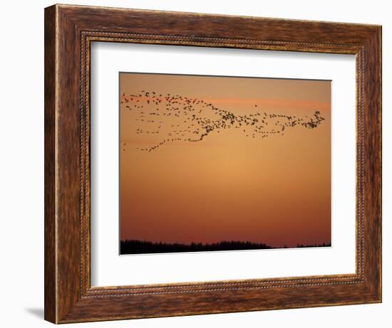 Snow Geese Flock at Dusk, Skagit Valley, Washington, USA-William Sutton-Framed Photographic Print