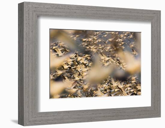 Snow Geese Flock Taking Flight-Ken Archer-Framed Photographic Print