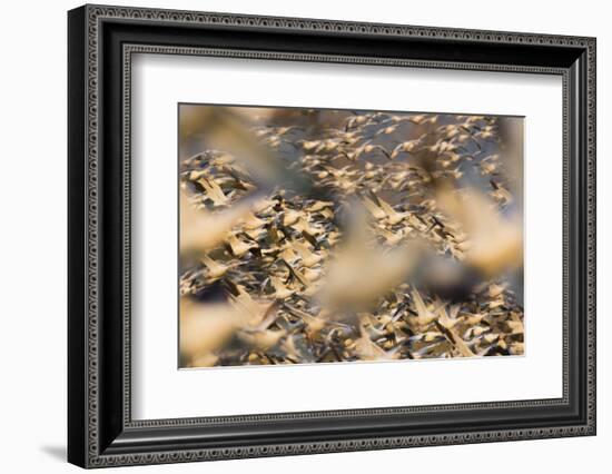 Snow Geese Flock Taking Flight-Ken Archer-Framed Photographic Print