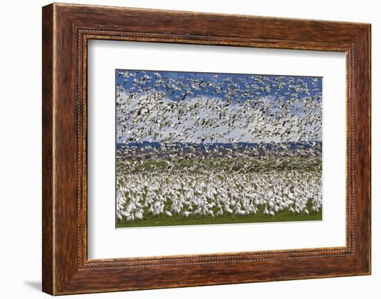 Snow Geese Flock-Ken Archer-Framed Photographic Print
