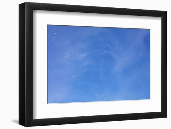 Snow geese flying at Freezeout Lake Wildlife Management Area near Choteau, Montana, USA-Chuck Haney-Framed Photographic Print