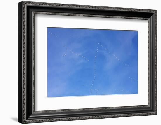 Snow geese flying at Freezeout Lake Wildlife Management Area near Choteau, Montana, USA-Chuck Haney-Framed Photographic Print