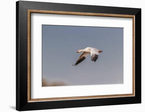 Snow geese flying. Bosque del Apache National Wildlife Refuge, New Mexico-Adam Jones-Framed Photographic Print