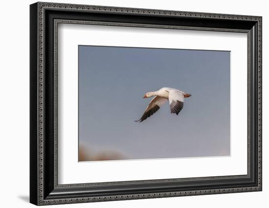 Snow geese flying. Bosque del Apache National Wildlife Refuge, New Mexico-Adam Jones-Framed Photographic Print