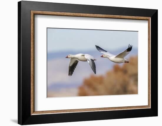 Snow geese flying. Bosque del Apache National Wildlife Refuge, New Mexico-Adam Jones-Framed Photographic Print