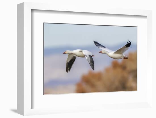 Snow geese flying. Bosque del Apache National Wildlife Refuge, New Mexico-Adam Jones-Framed Photographic Print