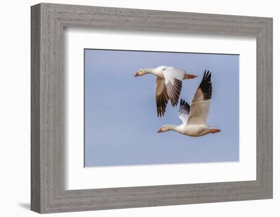 Snow geese flying. Bosque del Apache National Wildlife Refuge, New Mexico-Adam Jones-Framed Photographic Print