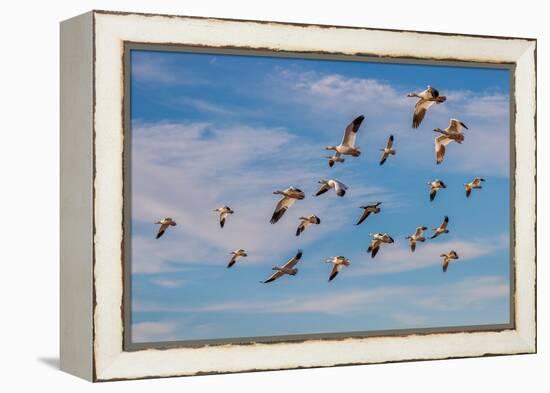 Snow geese flying. Bosque del Apache National Wildlife Refuge, New Mexico-Adam Jones-Framed Premier Image Canvas