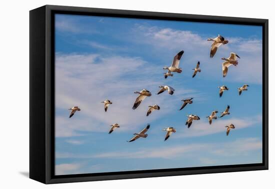 Snow geese flying. Bosque del Apache National Wildlife Refuge, New Mexico-Adam Jones-Framed Premier Image Canvas