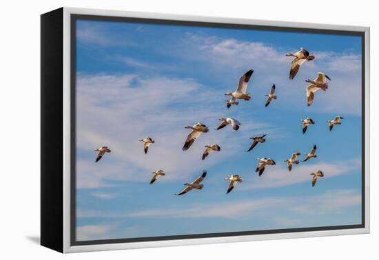 Snow geese flying. Bosque del Apache National Wildlife Refuge, New Mexico-Adam Jones-Framed Premier Image Canvas