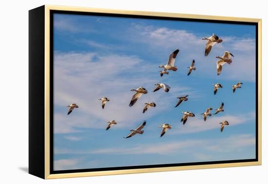 Snow geese flying. Bosque del Apache National Wildlife Refuge, New Mexico-Adam Jones-Framed Premier Image Canvas