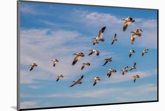 Snow geese flying. Bosque del Apache National Wildlife Refuge, New Mexico-Adam Jones-Mounted Photographic Print