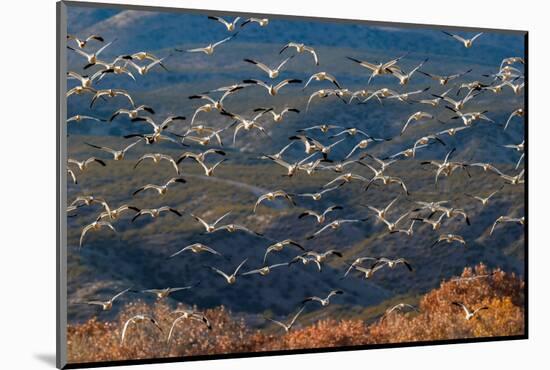 Snow geese flying. Bosque del Apache National Wildlife Refuge, New Mexico-Adam Jones-Mounted Photographic Print