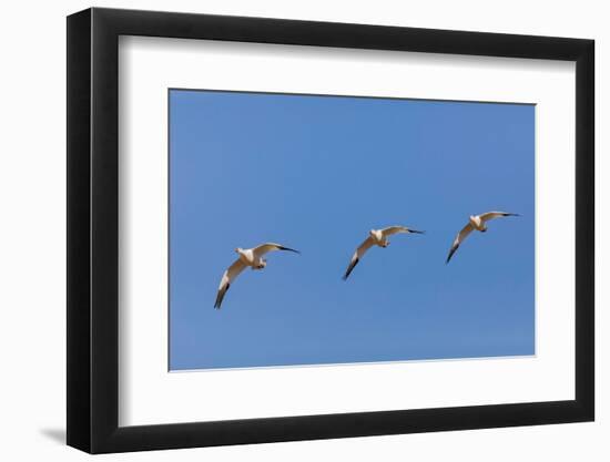 Snow geese flying. Bosque del Apache National Wildlife Refuge, New Mexico-Adam Jones-Framed Photographic Print