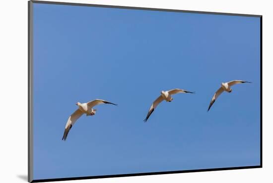 Snow geese flying. Bosque del Apache National Wildlife Refuge, New Mexico-Adam Jones-Mounted Photographic Print