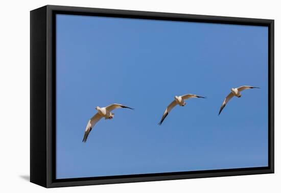 Snow geese flying. Bosque del Apache National Wildlife Refuge, New Mexico-Adam Jones-Framed Premier Image Canvas