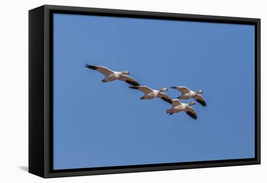 Snow geese flying. Bosque del Apache National Wildlife Refuge, New Mexico-Adam Jones-Framed Premier Image Canvas