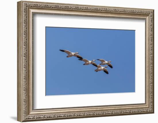 Snow geese flying. Bosque del Apache National Wildlife Refuge, New Mexico-Adam Jones-Framed Photographic Print