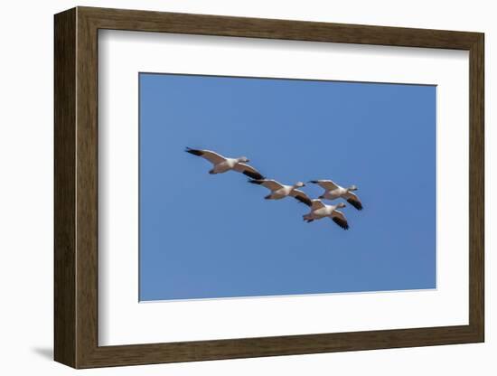 Snow geese flying. Bosque del Apache National Wildlife Refuge, New Mexico-Adam Jones-Framed Photographic Print