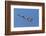 Snow geese flying. Bosque del Apache National Wildlife Refuge, New Mexico-Adam Jones-Framed Photographic Print