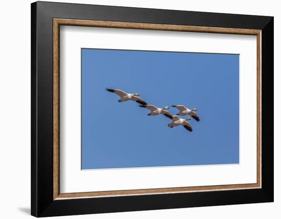Snow geese flying. Bosque del Apache National Wildlife Refuge, New Mexico-Adam Jones-Framed Photographic Print