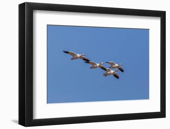 Snow geese flying. Bosque del Apache National Wildlife Refuge, New Mexico-Adam Jones-Framed Photographic Print