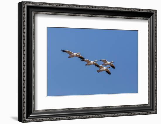 Snow geese flying. Bosque del Apache National Wildlife Refuge, New Mexico-Adam Jones-Framed Photographic Print