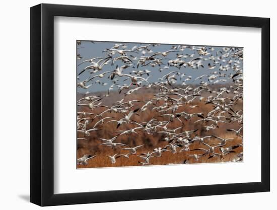 Snow geese flying. Bosque del Apache National Wildlife Refuge, New Mexico-Adam Jones-Framed Photographic Print