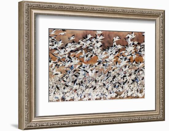 Snow geese flying. Bosque del Apache National Wildlife Refuge, New Mexico-Adam Jones-Framed Photographic Print