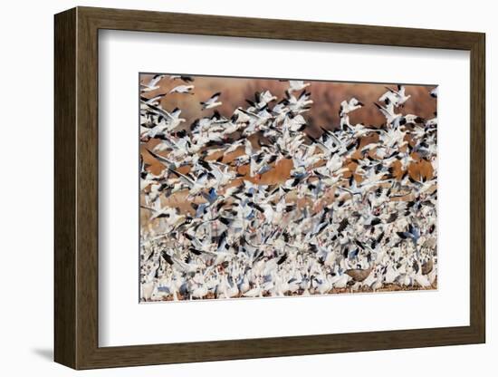 Snow geese flying. Bosque del Apache National Wildlife Refuge, New Mexico-Adam Jones-Framed Photographic Print