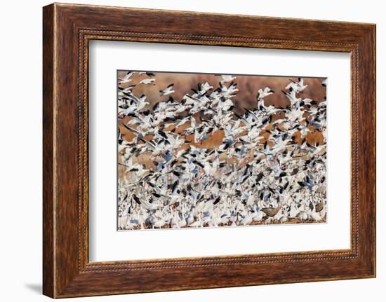 Snow geese flying. Bosque del Apache National Wildlife Refuge, New Mexico-Adam Jones-Framed Photographic Print