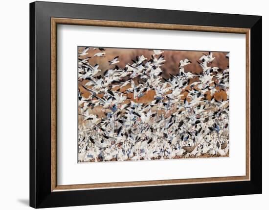 Snow geese flying. Bosque del Apache National Wildlife Refuge, New Mexico-Adam Jones-Framed Photographic Print