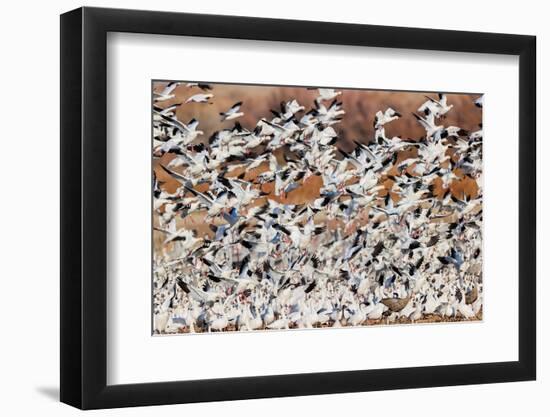 Snow geese flying. Bosque del Apache National Wildlife Refuge, New Mexico-Adam Jones-Framed Photographic Print