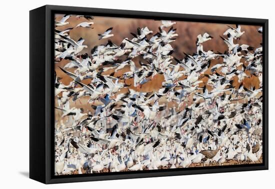 Snow geese flying. Bosque del Apache National Wildlife Refuge, New Mexico-Adam Jones-Framed Premier Image Canvas