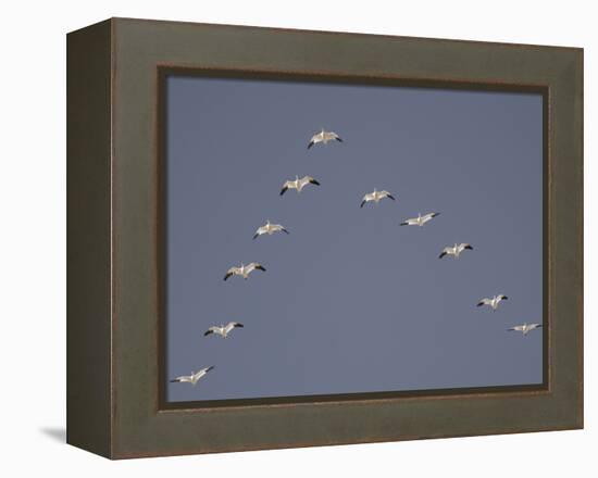 Snow Geese Flying in V-Formation-Arthur Morris-Framed Premier Image Canvas