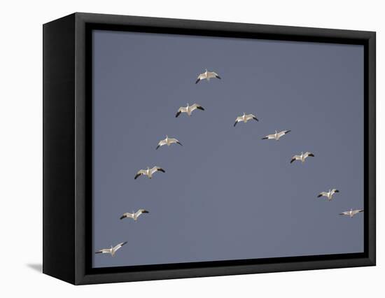 Snow Geese Flying in V-Formation-Arthur Morris-Framed Premier Image Canvas