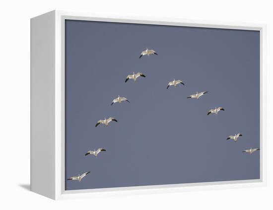 Snow Geese Flying in V-Formation-Arthur Morris-Framed Premier Image Canvas